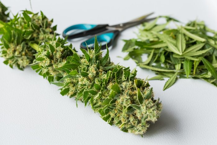 Trimming-Marijuana-700px